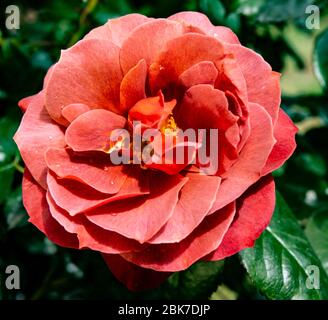 Rose Textur Hintergrund im Garten rosa und gelb und grün Stockfoto