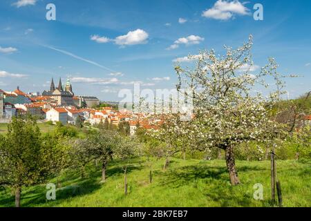 Blick auf die Prager Burg auf der Quelle vom blühenden Park auf dem Strahov Hügel Stockfoto