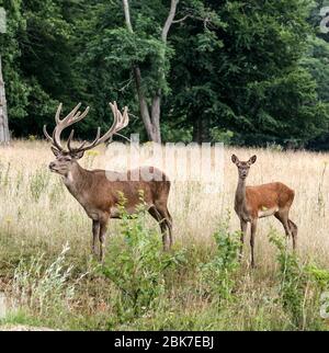 HIRSCH FAMILIE IM ARDENAY WALD Stockfoto