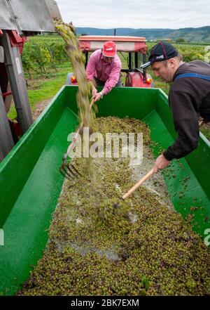 Die Bauern im Weinberg in Piesport, Mosel, Deutschland, laden die neu gepflückten Trauben vom Erntemaster in einen Anhänger. Stockfoto