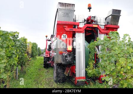 Mechanische Erntemaschinen im Weinberg in Piesport, der Mosel, Deutschland, Europa Stockfoto