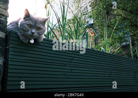 Eine niedliche graue Katze blickt über einen Zaun in der Hintergasse einer Straße in Saltiare, West Yorkshire. VEREINIGTES KÖNIGREICH Stockfoto