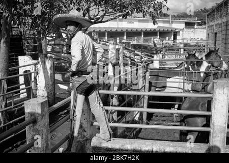 Mexikanischer Cowboy hütet wilde Pferde, um an einer Charreria teilzunehmen. Charrerias sind das mexikanische Äquivalent von Rodeos. Für drei Tage die Particip Stockfoto