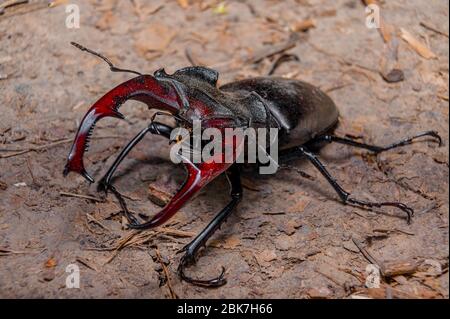 Käfer Cyclommatus elaphus, Käfer Nahaufnahme.Makroaufnahme. Stockfoto