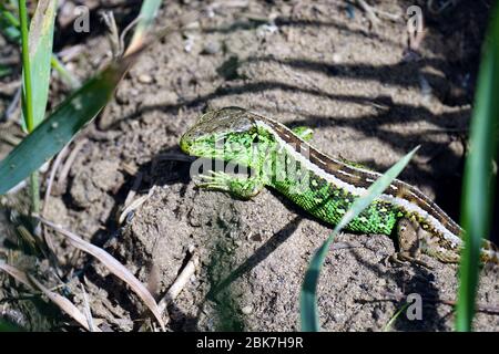 Sandechse, Zauneidechse, Lézard des souches, Lacerta agilis, männlich, fürge gyík, Ungarn, Magyarország, Europa Stockfoto