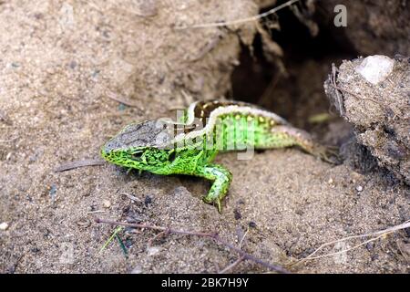 Sandechse, Zauneidechse, Lézard des souches, Lacerta agilis, männlich, fürge gyík, Ungarn, Magyarország, Europa Stockfoto