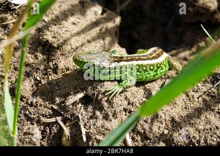 Sandechse, Zauneidechse, Lézard des souches, Lacerta agilis, männlich, fürge gyík, Ungarn, Magyarország, Europa Stockfoto