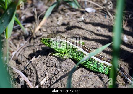 Sandechse, Zauneidechse, Lézard des souches, Lacerta agilis, männlich, fürge gyík, Ungarn, Magyarország, Europa Stockfoto