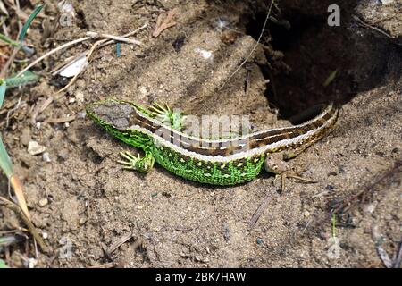 Sandechse, Zauneidechse, Lézard des souches, Lacerta agilis, männlich, fürge gyík, Ungarn, Magyarország, Europa Stockfoto