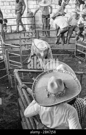 Mexikanische Cowboys, die die Bullen behandeln, um sie auf eine Charreria vorzubereiten. Charrerias sind das mexikanische Äquivalent von Rodeos. Für drei Tage die partische Stockfoto