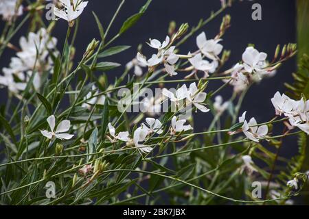 Lindheimer's beeblossom Gaura lindheimeri 10411 Stockfoto