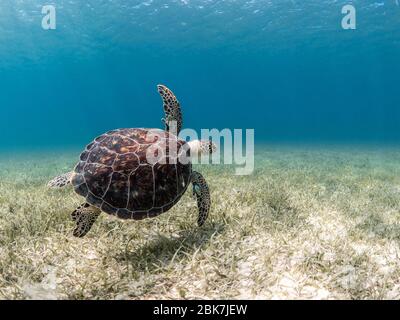 Grüne Meeresschildkröte schwimmend über Sand. Stockfoto