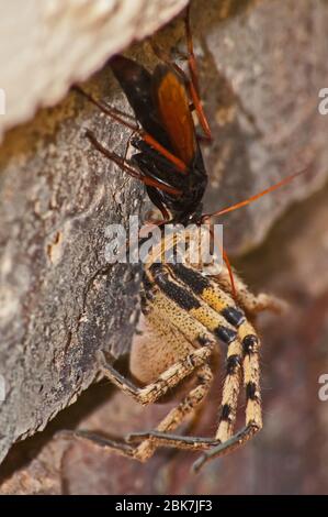 Spinnen fressende Wespe, Pompiliidae Sp. Mit ihr ist Rain Spider ( Palystes superciliosus) Beute 5 Stockfoto