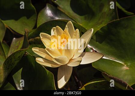 Seerose Nymphaea caerulea 5641 Stockfoto