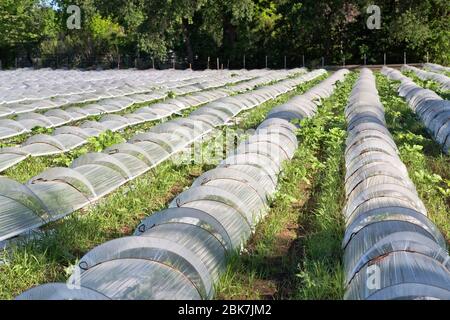 Mini-Gewächshäuser, Vermehrung von Gemüsesamen, Morgenlicht. Stockfoto