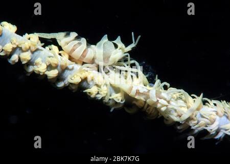 Drahtkorallen-Garnele (Dasycaris zanzibarica) auf Westpazifische Drahtkoralle (Cirrhipathes), Pazifik Stockfoto