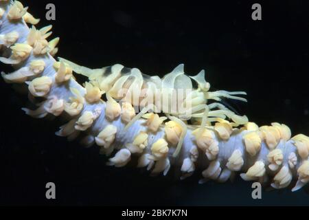 Drahtkorallen-Garnele (Dasycaris zanzibarica) auf Westpazifische Drahtkoralle (Cirrhipathes), Pazifik Stockfoto