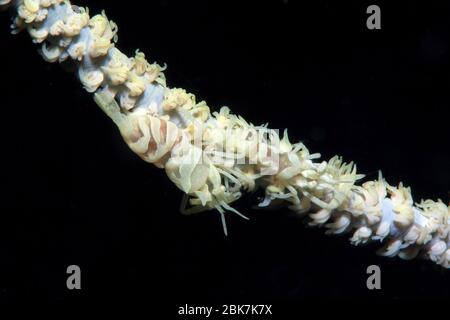 Drahtkorallen-Garnele (Dasycaris zanzibarica) auf Westpazifische Drahtkoralle (Cirrhipathes), Pazifik Stockfoto