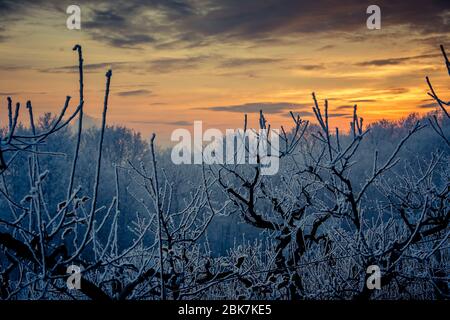 Verschneite Bäume in ruhigen Winterabend in slowenischen Landschaft Stockfoto