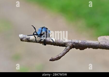 Schöne Makroaufnahme eines giftigen Käfer Majka violett - Tschechische Republik - Europa. (Meloe violaceus) Stockfoto