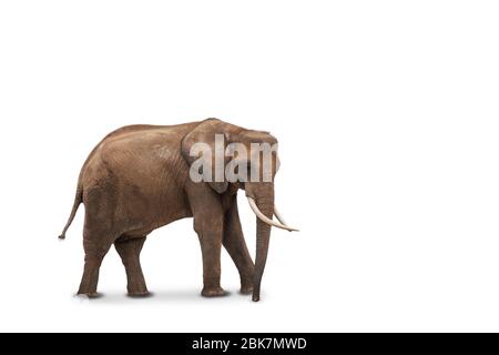 Afrikanischer Elefant isoliert auf weißem Hintergrund. Seitenansicht von wilden Tieren. Stockfoto