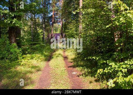 Straße - Weg durch den Wald zum Dorf Stockfoto