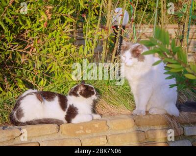 Zwei Straßenkatzen sitzen und sonnen sich auf einem Salzbaum vor dem Hintergrund der grünen Büsche Stockfoto