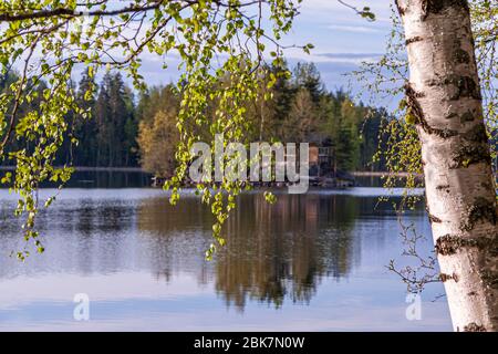 Birken auf einem See in Finnland Stockfoto