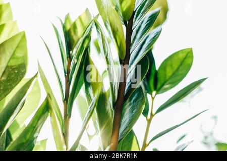 Zamioculcas Zimmerpflanze Blätter im Sommer Sonnenschein. Ein Dollarbaum, der Glück bringt. Ein natürlicher grüner Hintergrund. Ein Konzept der Gartenarbeit zu Hause. Kopierbereich. Stockfoto