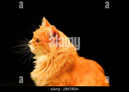 Schöne flauschige rote Katze mit einem langen Schnurrbart auf schwarzem Hintergrund sitzt. Große schöne Katze mit langen Haaren im Profil. Haustier, Niedliche Tier Stockfoto