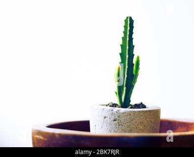 Foto eines grünen Kaktus in einem Betontopf Stockfoto