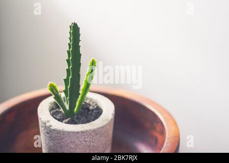 Foto eines grünen Kaktus in einem Betontopf Stockfoto