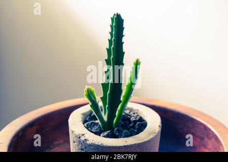 Foto eines grünen Kaktus in einem Betontopf Stockfoto