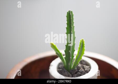 Foto eines grünen Kaktus in einem Betontopf Stockfoto