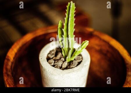 Foto eines grünen Kaktus in einem Betontopf Stockfoto
