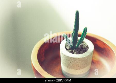 Foto eines grünen Kaktus in einem Betontopf Stockfoto