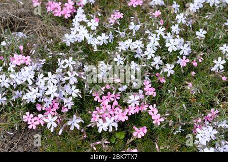 Phlox Bodenabdeckung auf einem Blumenbeet. Kleine rosa Blüten für Deko-Puffs im Garten. Blühende Phlox subulata Büsche Nahaufnahme. Stockfoto