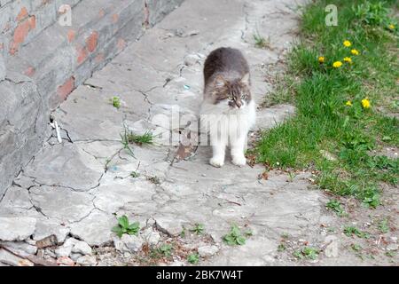 Eine flauschige Katze steht auf der Straße in der Nähe eines Hauses im Dorf. Eine grau-weiße Katze geht die Straße entlang und schaut auf die Straße. Stockfoto