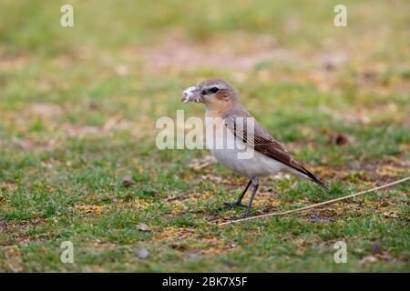 Ein erwachsenes Zuchtgefieder Weibchen Northern Wheatear (Oenanthe oenanthe) der Nominatrasse, die Nistmaterial in der Grafschaft Durham, England sammelt Stockfoto