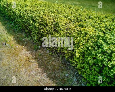 Einfache Schnitt grüne Landschaft Hecke Hintergrund im sonnigen Frühlingstag bereit vor der Transformation nach der Arbeit von erfahrenen Gärtner Bildhauer Stockfoto