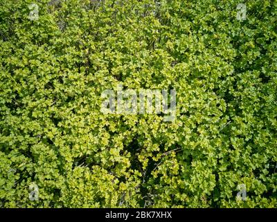 Einfache Schnitt grüne Landschaft Hecke Hintergrund im sonnigen Frühlingstag bereit vor der Transformation nach der Arbeit von erfahrenen Gärtner Bildhauer Stockfoto