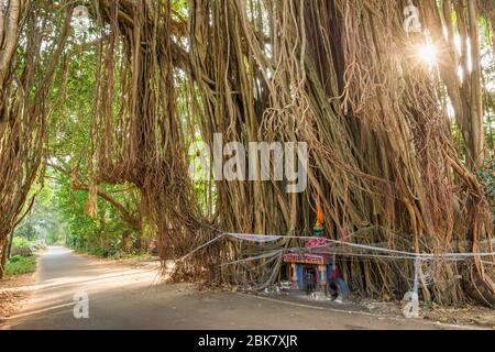 Landstraße unter dem großen banyan Baum im indischen Bundesstaat Goa Stockfoto