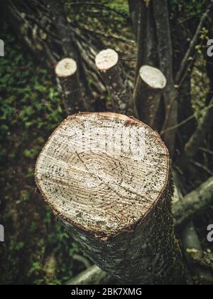 Dramatische Nahaufnahme des kontrastreich geschnittenen Haselbaumstammes mit isolierten Ringen auf Grasgrund mit sichtbaren Spuren der Kettensäge Stockfoto