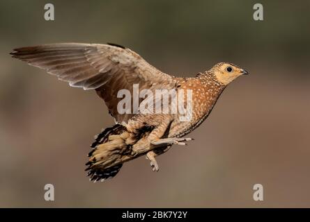 Birkhuhn im Flug kgalagadi Stockfoto