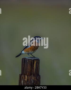 Ein üblicher Stein-Schwätzchenvogel thront in einem Naturreservat in Pretoria Südafrika Stockfoto