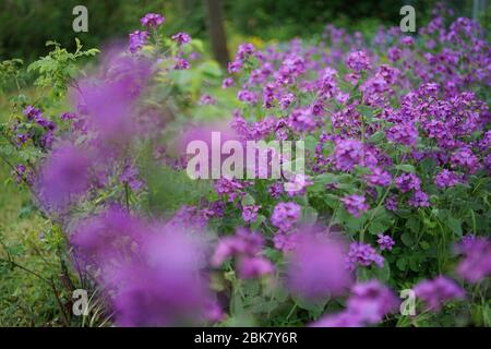 Schöne lila Blume Lunaria annua, genannt Ehrlichkeit oder jährliche Ehrlichkeit in Englisch, ist eine Art von blühenden Pflanze auf dem Balkan und Süden wir heimisch Stockfoto