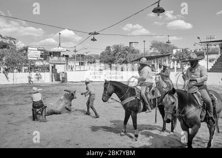 Mexikanische Cowboys, die an einer der Veranstaltungen einer "Charreria" teilnehmen, die einen Stier mit einem Lasso fangen und ihn niederschlagen wird. Charrerias sind t Stockfoto