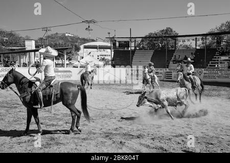 Mexikanische Cowboys, die an einer der Veranstaltungen einer "Charreria" teilnehmen, die einen Stier mit einem Lasso fangen und ihn niederschlagen wird. Charrerias sind t Stockfoto