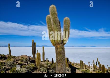 Die Isla Incahuasi am Salar de Uyuni Stockfoto