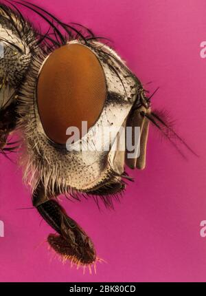 Extremes Makrobild einer Fliege Stockfoto